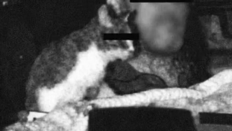 Kat blitzet af fotofælde – får fartbøde på 700 kr